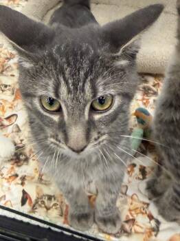 LEPRECHAUN -  Domestic Short Hair Cat for Adoption in Lake Ozark, Missouri - LEPRECHAUN | PetCurious