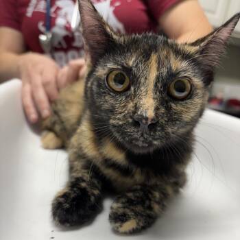 Wind -  Domestic Short Hair Cat for Adoption in Waynesville, North Carolina - Wind | PetCurious