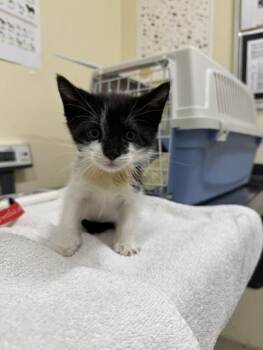 TANK -  Domestic Short Hair Cat for Adoption in Fremont, California - TANK | PetCurious