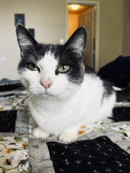 ASHA -  Domestic Short Hair Cat for Adoption in Derwood, Maryland - ASHA | PetCurious