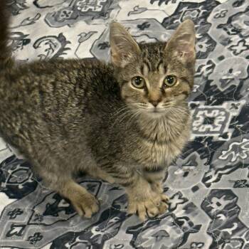 Summer -  Domestic Short Hair Cat for Adoption - Summer | PetCurious