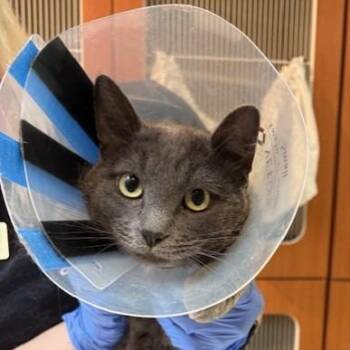 Domestic Short Hair Cats Available for Adoption in Murray, Utah - Hank | PetCurious