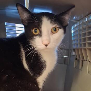 Rockstar -  Domestic Short Hair Cat for Adoption in Lake Panasoffkee, Florida - Rockstar | PetCurious