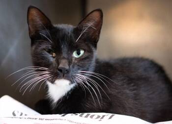 Moondrop -  Domestic Short Hair Cat for Adoption in Monroe, Georgia - Moondrop | PetCurious