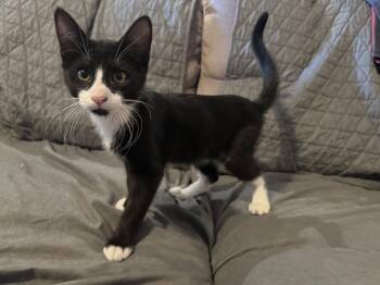 Winston -  Tuxedo Cat for Adoption in Chandler, Arizona - Winston | PetCurious
