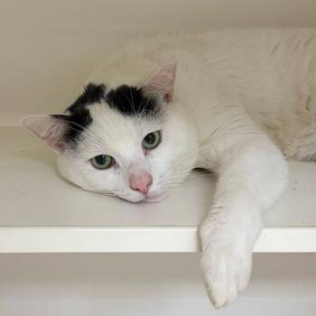 Tommy Two-tone -  Domestic Short Hair Cat for Adoption in Philadelphia, Pennsylvania - Tommy Two-tone | PetCurious