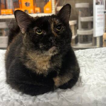 Domestic Short Hair Cats Available for Adoption - Margie | PetCurious