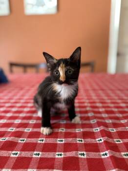 Rescue Calico Cats for Adoption in Tavares, Florida - Rotini | PetCurious