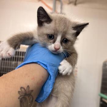 Tumble (Duo) -  Domestic Medium Hair Cat for Adoption in TIMBERCRK CYN, Texas - Tumble (Duo) | PetCurious