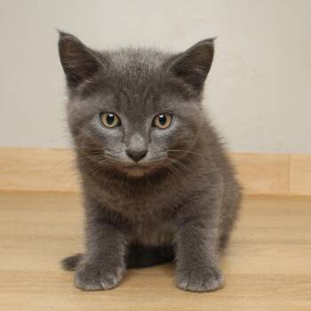 Chard C70289 -  Domestic Short Hair Cat for Adoption in Minnetonka, Minnesota - Chard C70289 | PetCurious