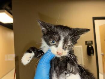 A610899 -  Domestic Short Hair Cat for Adoption in Modesto, California - A610899 | PetCurious
