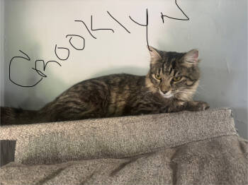 Rescue Domestic Short Hair Cats for Adoption in St. Cloud, Minnesota - Crooklyn | PetCurious