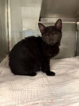 MARE -  Domestic Short Hair Cat for Adoption in Baytown, Texas - MARE | PetCurious