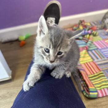 Domestic Short Hair Cats Available for Adoption in Salt Lake City, Utah - Dolly | PetCurious