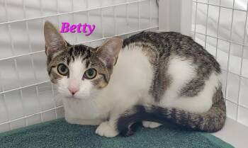 Betty -  Domestic Short Hair Cat for Adoption in Diamond Springs, California - Betty | PetCurious