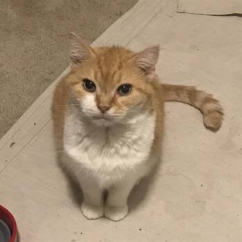 Rescue Domestic Short Hair Cats for Adoption in Fairfax, Virginia - Peanut I (bonded With Sunny) | PetCurious