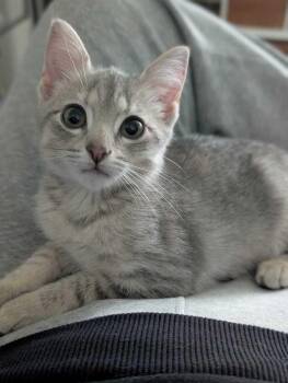 Dory -  Domestic Short Hair Cat for Adoption in Milton, Delaware - Dory | PetCurious
