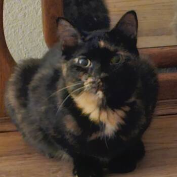 Rescue Domestic Short Hair Cats for Adoption in Yucca Valley, California - Buffy | PetCurious