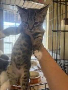 Zappole -  Domestic Short Hair Cat for Adoption in Cincinnati, Ohio - Zappole | PetCurious