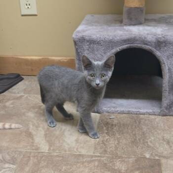 Aztec -  Russian Blue and Domestic Short Hair Cat for Adoption in Lancaster, Kentucky - Aztec | PetCurious
