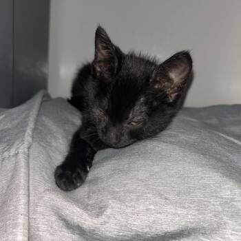 Daniels -  Domestic Short Hair Cat for Adoption in West Palm Beach, Florida - Daniels | PetCurious