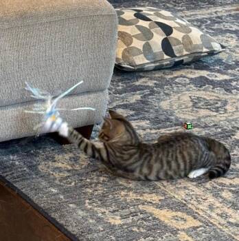 Buttercup -  Domestic Short Hair Cat for Adoption - Buttercup | PetCurious
