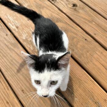 FOUND 81st St NE Rochester, MN -  Domestic Short Hair Cat for Adoption in Rochester, Minnesota - FOUND 81st St NE Rochester, MN | PetCurious