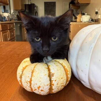 Rescue Domestic Short Hair Cats for Adoption in Davis, California - Ghoul | PetCurious