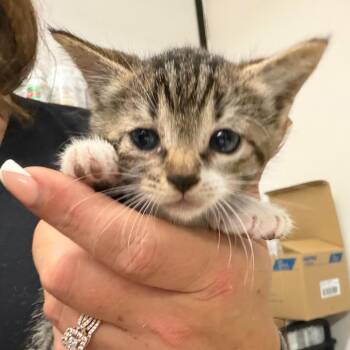 Domestic Short Hair Cats Available for Adoption in Lake Jackson, Texas - Luckie | PetCurious