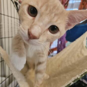 Leo -  Tabby Cat for Adoption in Wilmington, North Carolina - Leo | PetCurious