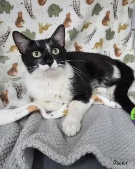 Oscar -  Domestic Short Hair Cat for Adoption in Key Largo, Florida - Oscar | PetCurious