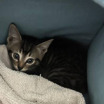 Chance -  Domestic Short Hair Cat for Adoption in Houston, Texas - Chance | PetCurious