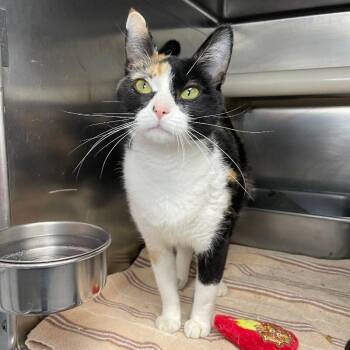 Domestic Short Hair Cats Available for Adoption - Mia | PetCurious