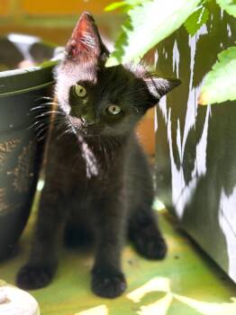 Clarence -  Domestic Short Hair and Bombay Cat for Adoption in New York, New York - Clarence | PetCurious