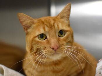 Vinny -  Domestic Short Hair Cat for Adoption in Portland, Oregon - Vinny | PetCurious