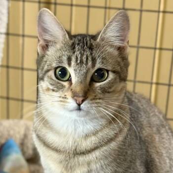 Rescue Domestic Short Hair Cats for Adoption in Redwood Valley, California - Buffy Summers | PetCurious
