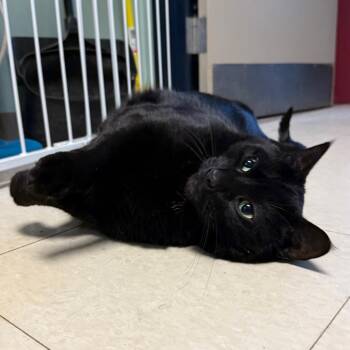 Domestic Short Hair Cats Available for Adoption in Fairport, New York - Bruce Wayne | PetCurious
