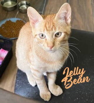 Rescue Tabby and Domestic Short Hair Cats for Adoption in Houston, Texas - Jelly Bean #sweet-tooth-litter | PetCurious