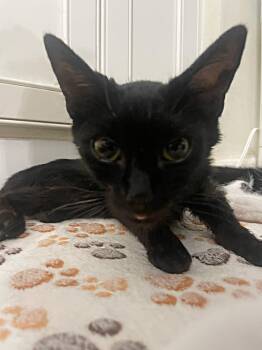 Lucky Charm -  Domestic Short Hair Cat for Adoption in Clayton, North Carolina - Lucky Charm | PetCurious