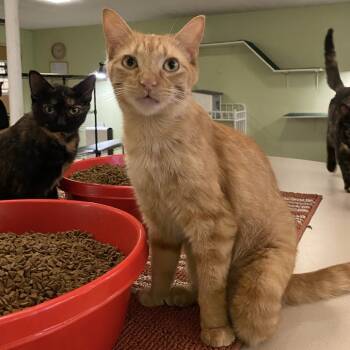 Rescue Domestic Short Hair Cats for Adoption in Bloomington, Indiana - Hairy Todd Lincoln | PetCurious