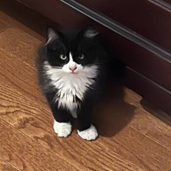 Louise "Lewie" -  Domestic Short Hair Cat for Adoption in Springfield, Oregon - Louise "Lewie" | PetCurious
