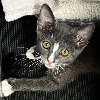 Arinya -  Domestic Short Hair Cat for Adoption in Westminster, California - Arinya | PetCurious