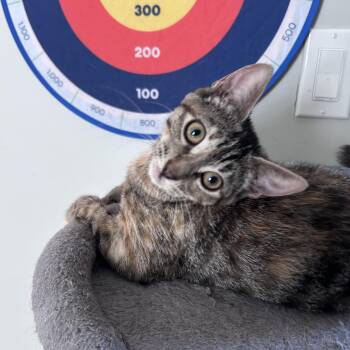 Bunny -  Domestic Short Hair Cat for Adoption in Manchester, New Hampshire - Bunny | PetCurious