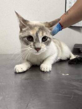 Domestic Short Hair Cats Available for Adoption in San Bernardino, California - ELAINA | PetCurious