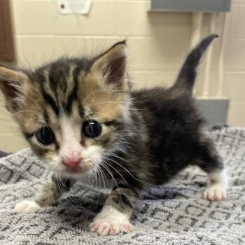 Smeagol -  Domestic Short Hair Cat for Adoption in San Antonio, Texas - Smeagol | PetCurious