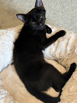Rescue Domestic Short Hair Cats for Adoption - Millie | PetCurious