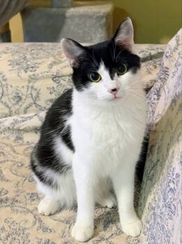 Rescue Domestic Short Hair Cats for Adoption in Knoxville, Tennessee - Olivia | PetCurious