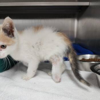 Sandy Cheeks -  Domestic Short Hair Cat for Adoption in Dixon, Illinois - Sandy Cheeks | PetCurious