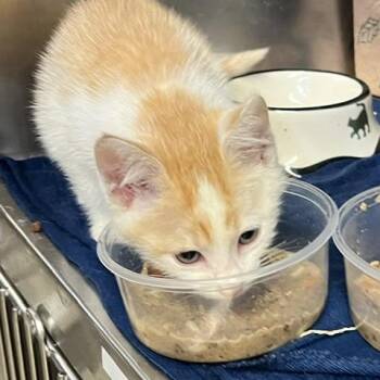 Dan Humphrey -  Domestic Short Hair Cat for Adoption in Baltimore, Maryland - Dan Humphrey | PetCurious