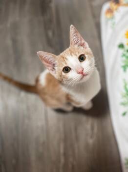 Dash ( CW) -  Domestic Short Hair Cat for Adoption in Vacaville, California - Dash ( CW) | PetCurious